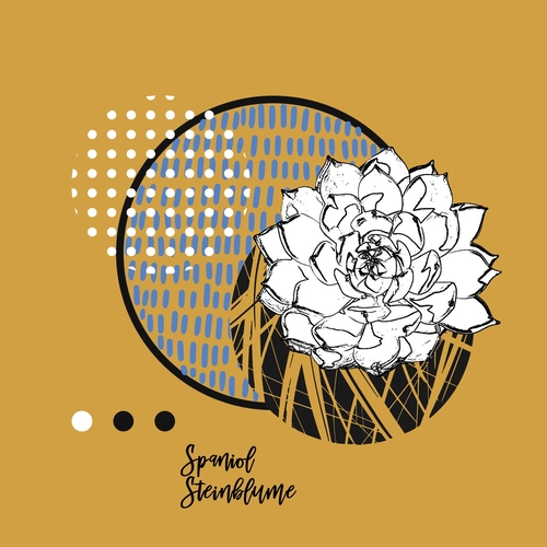 Spaniol - Steinblume